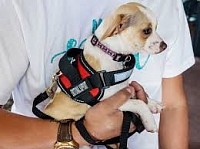 emotional support animal
