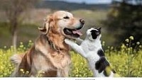 pet